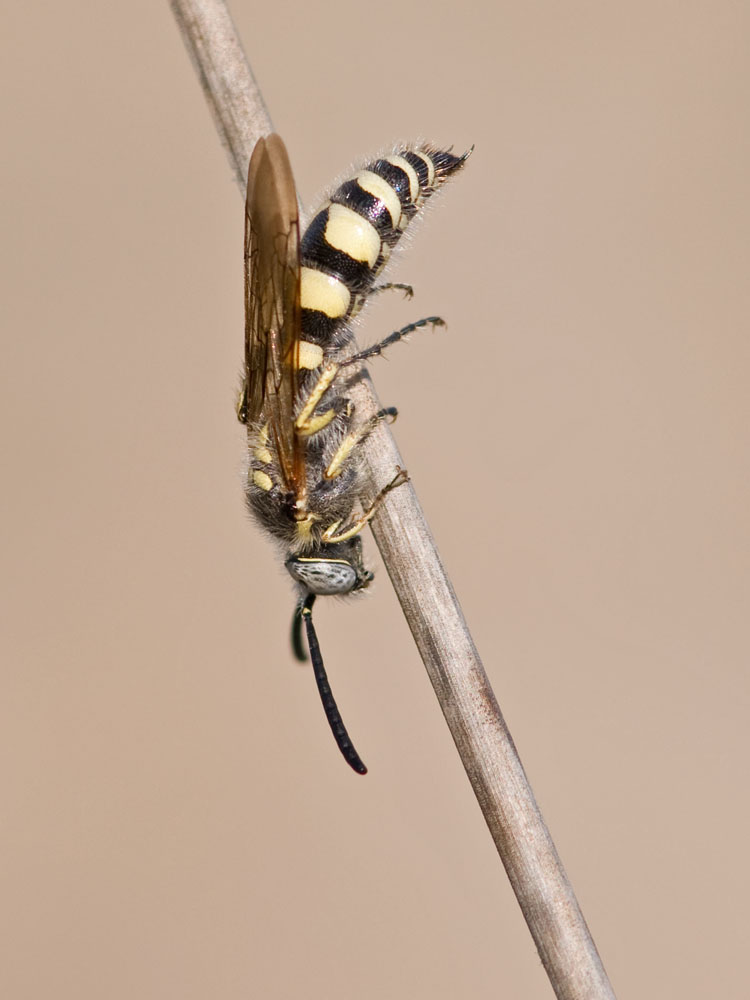 Colpa sexmaculata